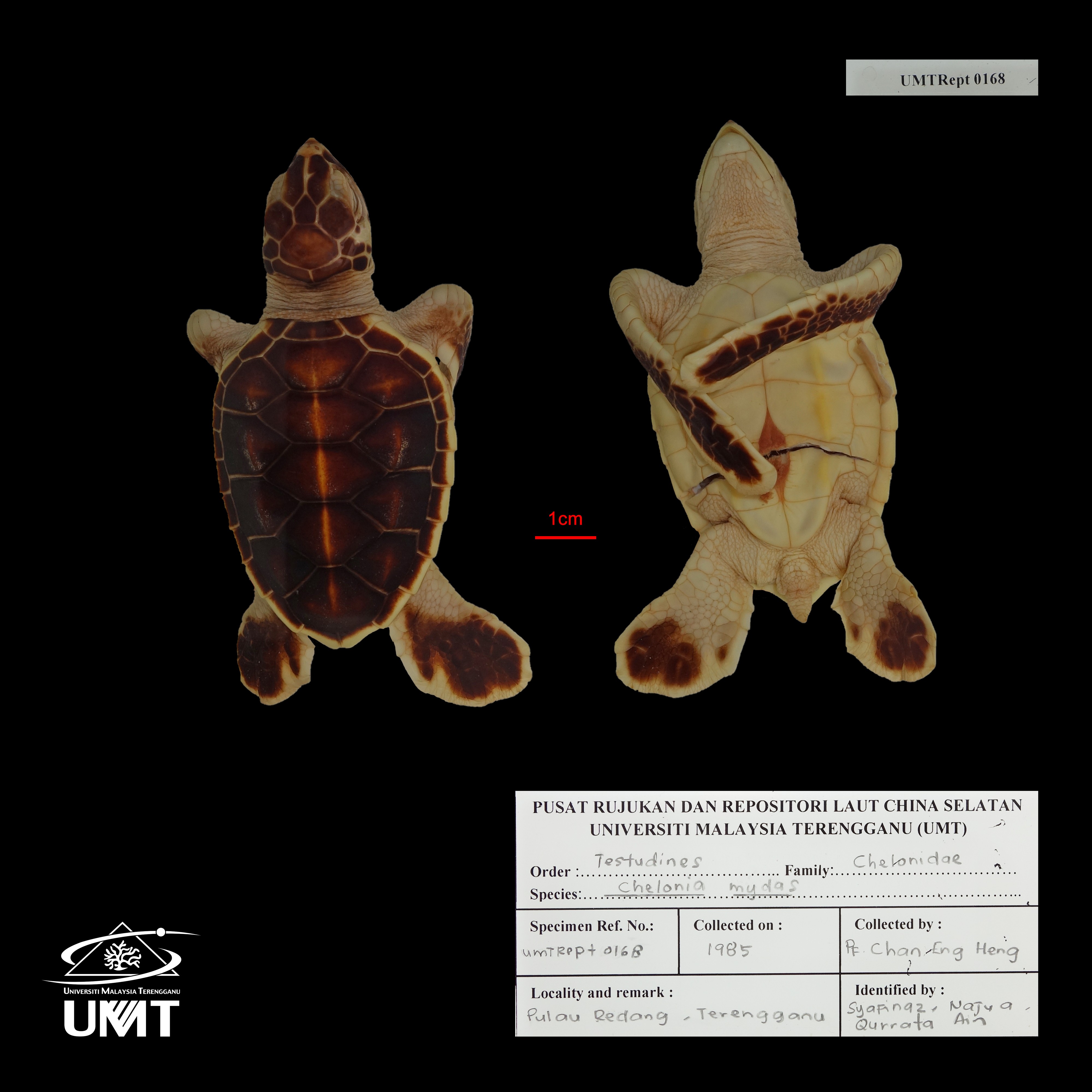 Specimen image